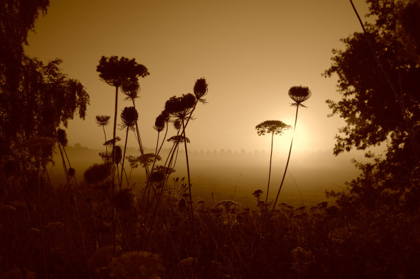 雾蒙蒙的日出在路边图片下载