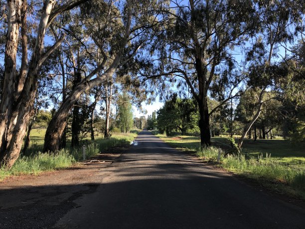 道路周围的欢迎树图片下载