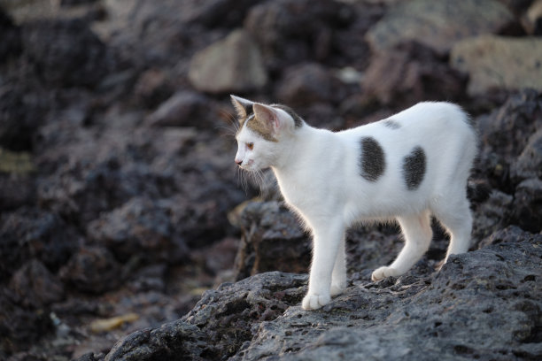 那只猫图片下载