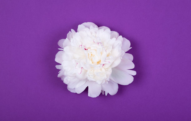 美丽温柔的白色牡丹头在紫色(紫罗兰)背景。图片下载
