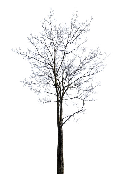 孤立在白色小枫树光秃秃的树上图片下载