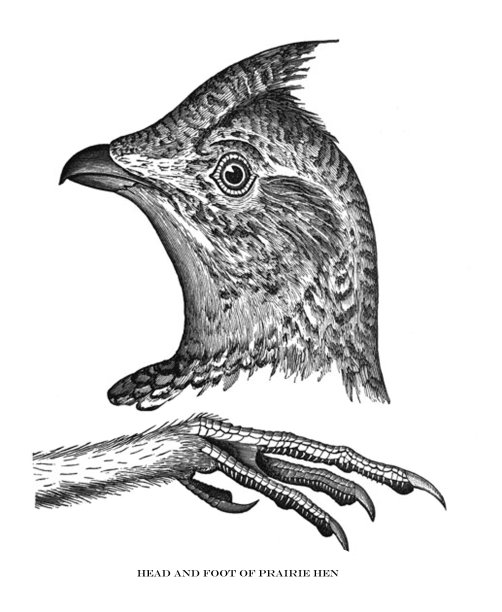 古董鸟插图-草原母鸡的头和脚-丘比特尼亚丘比特多图片下载