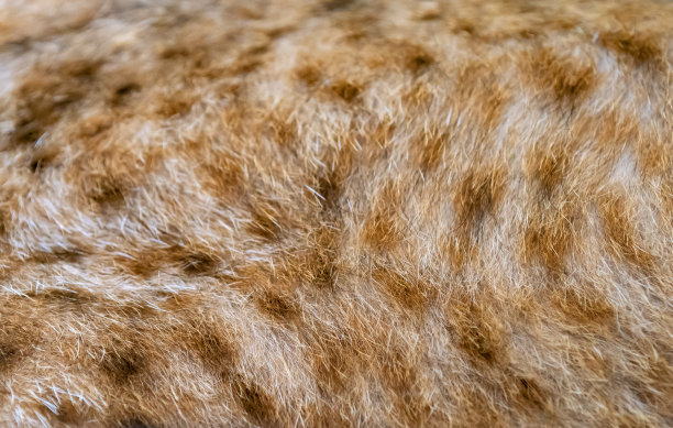 杰夫罗伊的猫图片下载