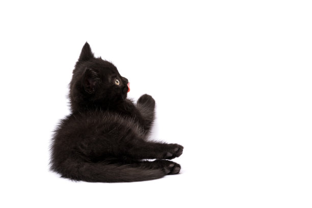 白底上漂亮的黑猫图片下载