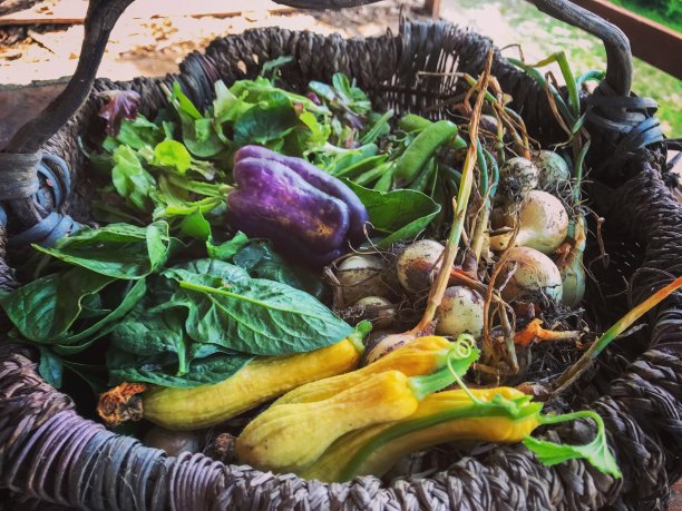 一篮农场新鲜蔬菜图片下载