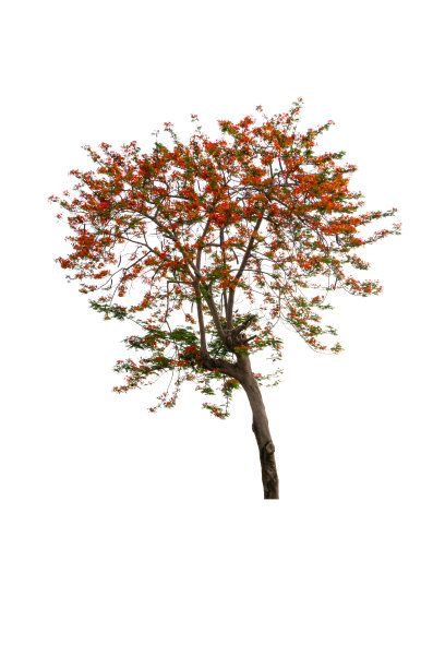 花篱笆或孔雀冠或巴巴多斯的骄傲孤立在白色背景图片下载