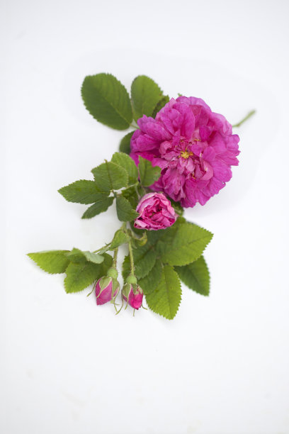 孤立的玫瑰Damscena图片下载