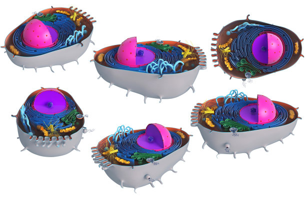 动物细胞切片，多色，套图片下载