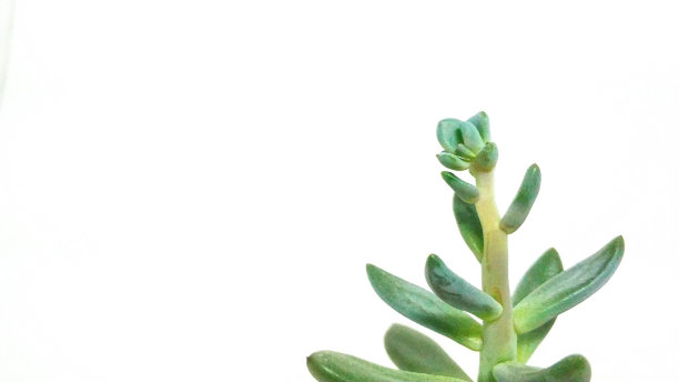 白色背景上的绿色厚叶草多肉植物特写图片下载