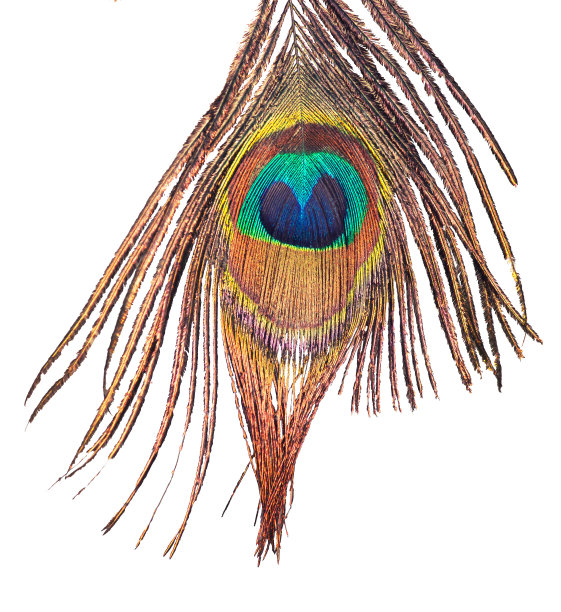 白色背景上的孔雀羽毛图片下载