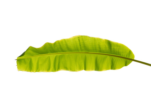 在白色背景上孤立的香蕉棕榈叶图片下载