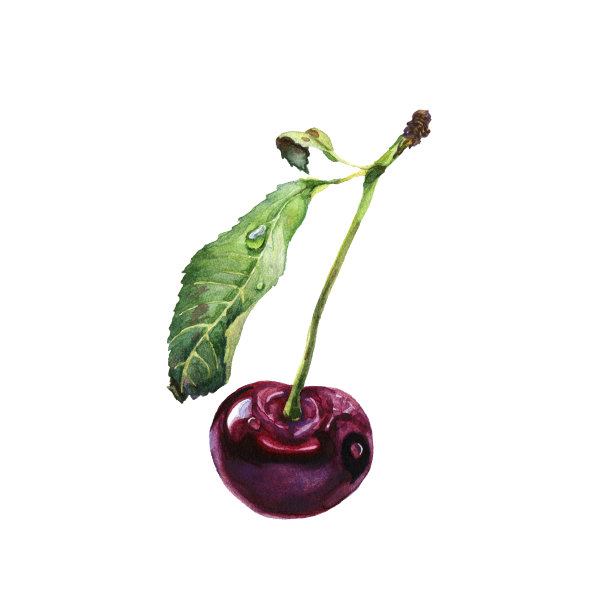 现实的水彩插图。勃艮第樱桃图片下载