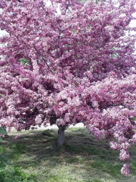 盛开的苹果树图片下载