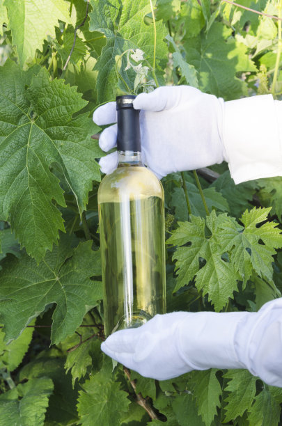 侍酒师提供一瓶白葡萄酒与绿色葡萄园图片下载