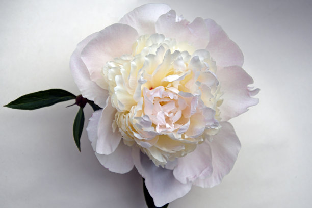 在六月的花。牡丹花蕾特写镜头。图片下载