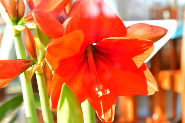 阿马雷利斯/希佩斯特鲁姆图片下载