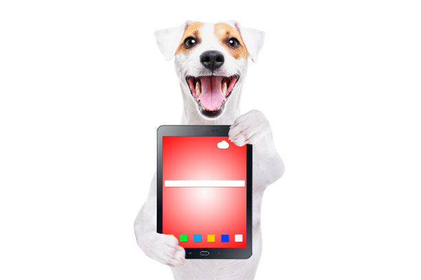 开朗的狗杰克罗素梗与药片隔离在白色的背景图片下载