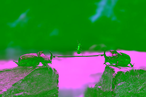 两只犀牛甲虫用绳子和一只蚂蚁爬上悬崖图片下载