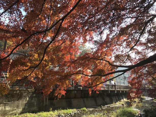 高雄秋叶图片下载