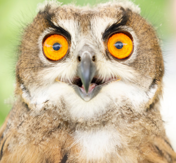 猫头鹰图片下载