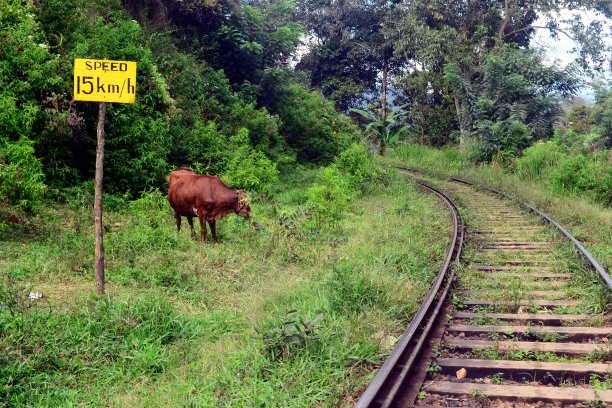 铁轨附近的奶牛图片下载