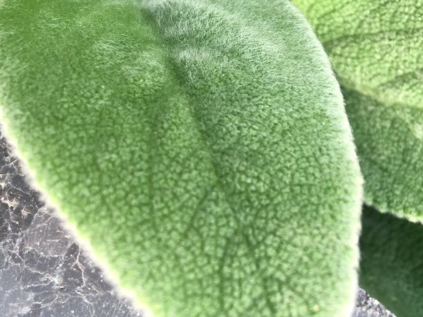 叶结构图片下载