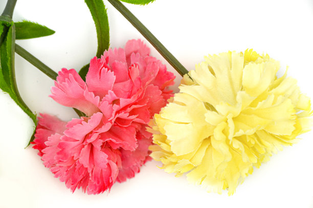 产于丁香科的一个植物属。黄色和粉色，粉色躺着，工作室摄影，产品摄影/正面视图图片下载