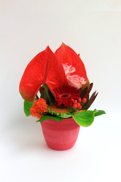 多彩的热带插花静物画图片下载