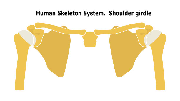 人体骨骼系统肩带。前视图解剖学。矢量插图。孤立在白色背景上。平面设计图片下载