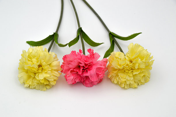 产于丁香科的一个植物属。黄色和粉色，粉色躺着，工作室摄影，产品摄影/正面视图图片下载