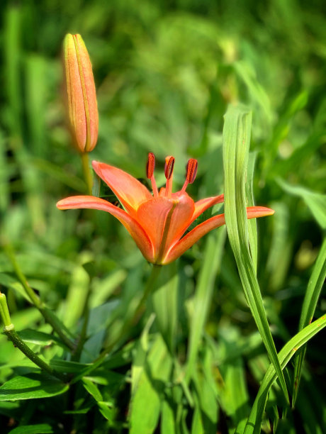 黄花菜在移动设备上使用肖像模式图片下载