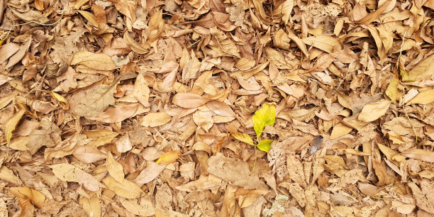 干黄叶背景图片下载