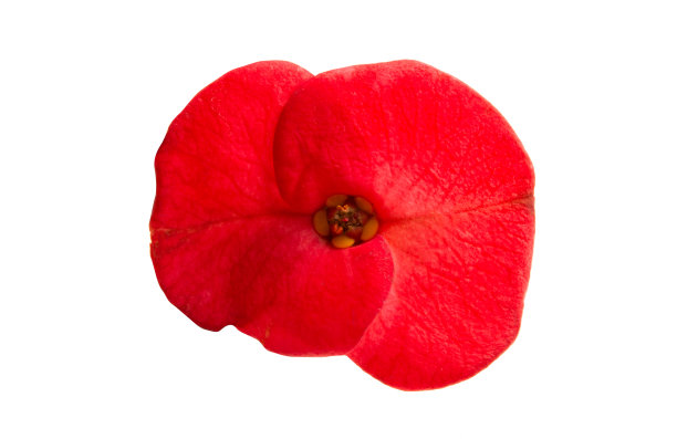 以及棘冠孤立图片下载