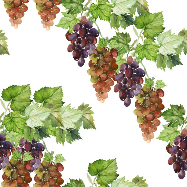 麝香葡萄的叶子。图片下载