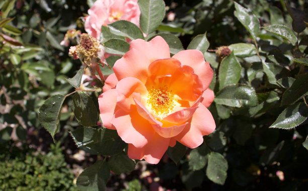 这张照片摄于西班牙马德里公园的植物园。图片下载