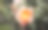这张照片摄于西班牙马德里公园的植物园。图片下载