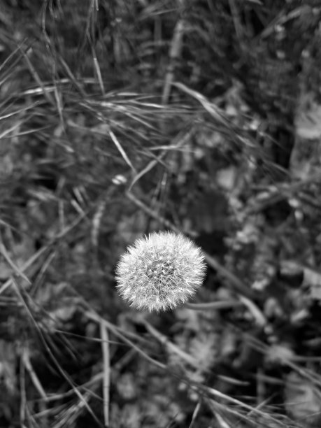 植物:蒲公英植物的种子头图片下载
