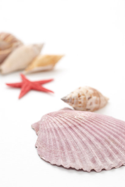 收集贝壳在白色的背景图片下载