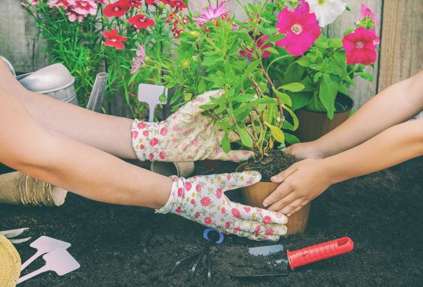 一个小女孩正在种花。年轻的园丁。有选择性的重点。图片下载