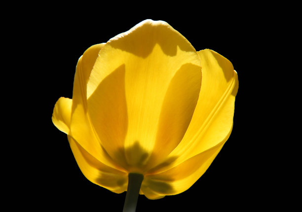 黄色郁金香在黑暗的背景孤立图片下载