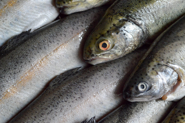 整个新鲜的鳟鱼俯视图图片下载