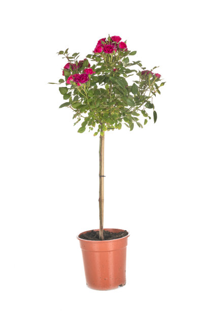 玫瑰丛中图片下载