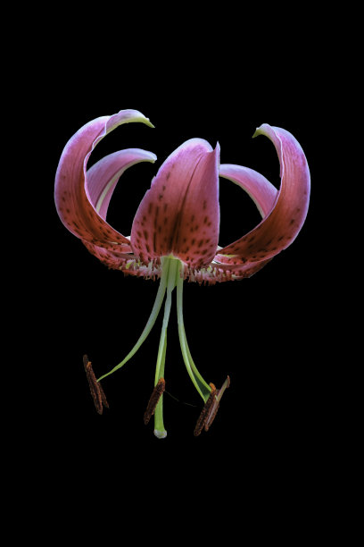 睡莲宏图片下载