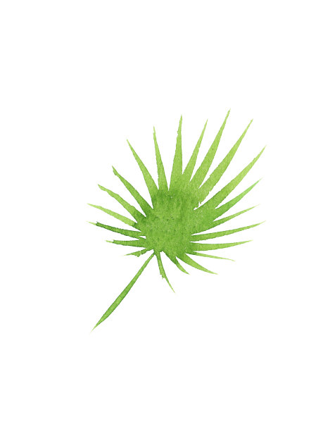 水彩椰子树叶子孤立图片下载