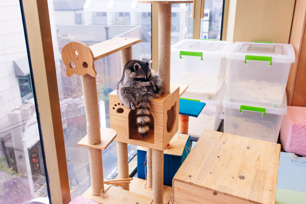 浣熊咖啡馆——小笼子里的浣熊，(动物咖啡馆)，首尔，韩国图片下载