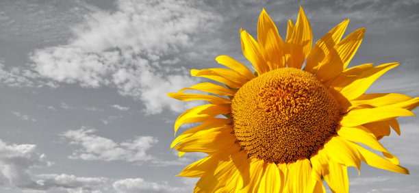 天空背景上的向日葵(调色图像)图片下载