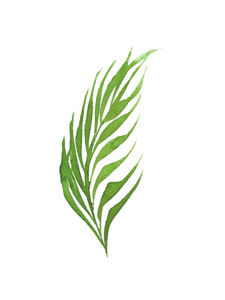 水彩椰子树叶子孤立图片下载