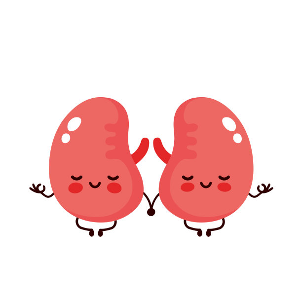 强壮可爱健康快乐的肾脏图片下载