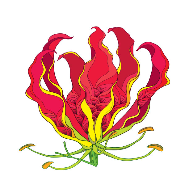 矢量轮廓光秃秃或火焰百合或荣耀百合，热带花头在红色和黄色孤立在白色的背景。图片下载