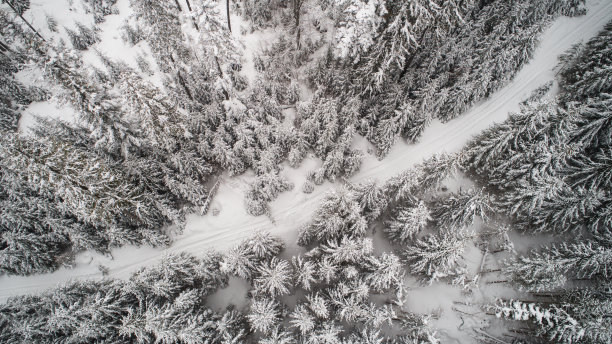 鸟瞰图在积雪的冬天森林图片下载